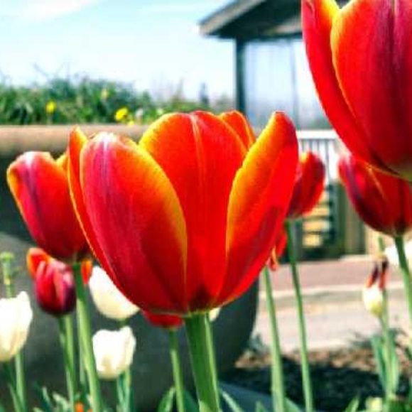 BEAUTY β¨οΈπΉπ΅πΈπΉππΉπ΅πΈπΉβ¨οΈ - Picture 1 of 2